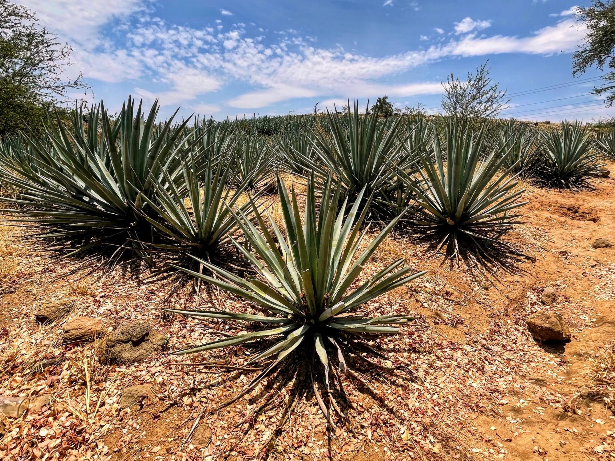 Agave plants in a field in Tequila, Mexico