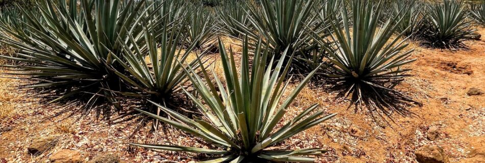 Agave plants in a field in Tequila, Mexico