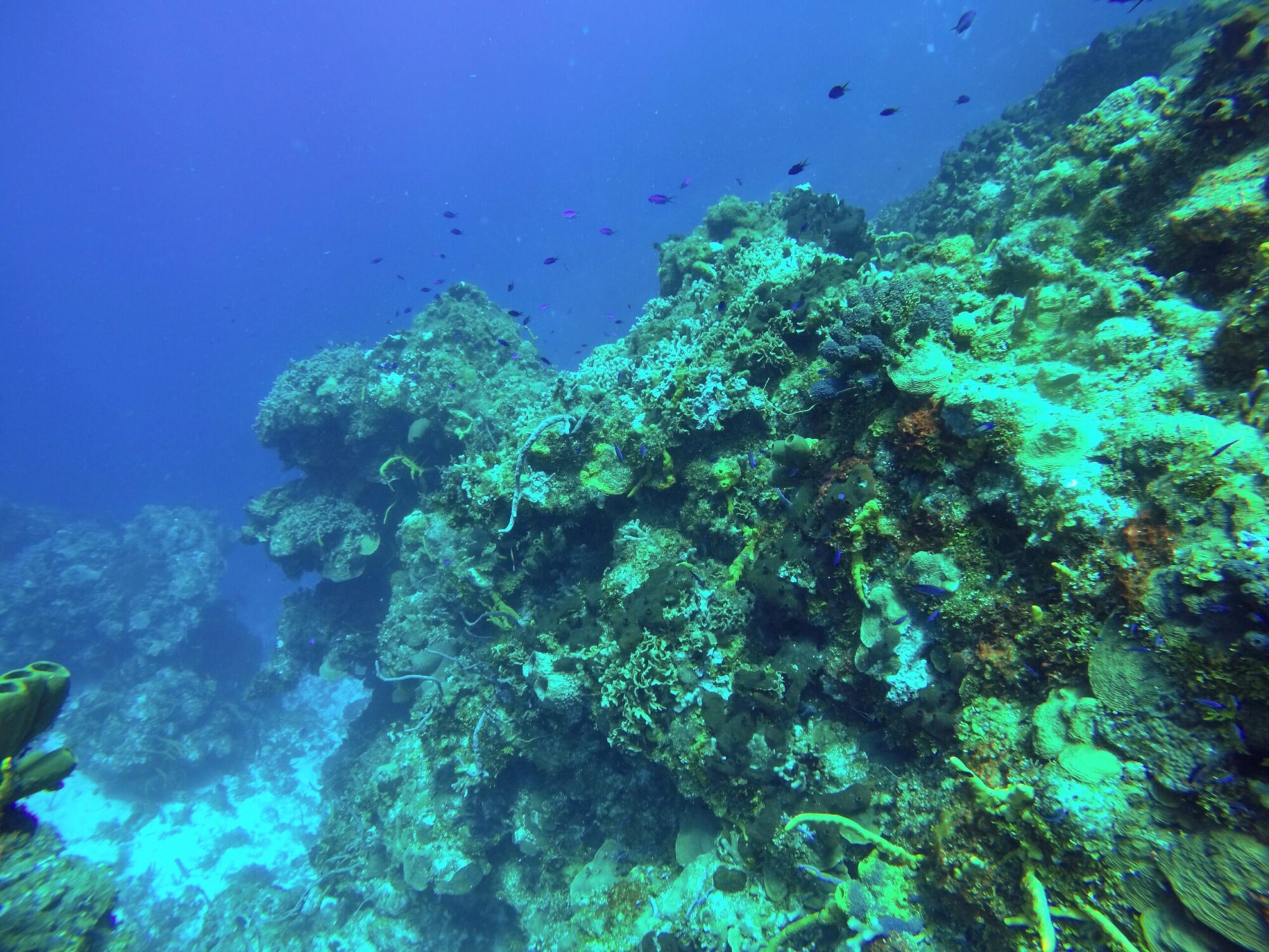 Diving at Palancar Gardens off the coast of Cozumel, Mexico