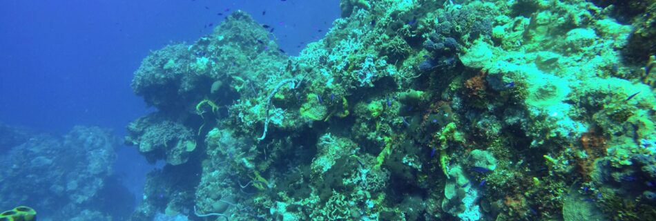 Diving at Palancar Gardens off the coast of Cozumel, Mexico