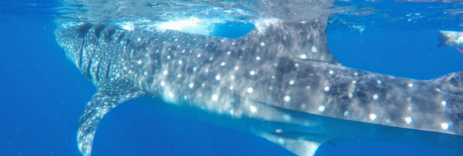 Swimming with whale sharks in Isla Mujeres, Mexico